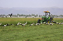 White stork {Ciconia ciconia} flock following tractor harvesting grass field, Dhofar, Oman, November 2004