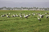 White stork {Ciconia ciconia} flock feeding in recently cut grass field, Dhofar, Oman, November 2004