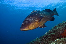 Dusky grouper (Epinephelus marginatus) Cala di Grecu, Lavezzi Islands, Corsica, France, September 2008