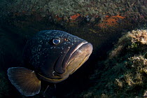 Dusky grouper (Epinephelus marginatus)  Cala di Grecu , Lavezzi Islands, Corsica, France, September 2008