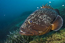 Dusky grouper (Epinephelus marginatus) by seagrass, Cala di Grecu, Lavezzi Islands, Corsica, France, September 2008