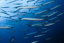 Striped / Mediterranean barracuda (Sphyraena sphyraena) shoal, Perduto, Lavezzi Islands, Corsica, France, September 2008