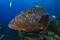 Dusky grouper (Epinephelus marginatus) Cala di Grecu, Lavezzi Islands, Corsica, France, September 2008