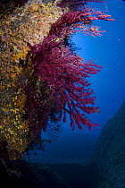 Gorgonian coral (Paramuricea clavata) on rock face covered with Yellow encrusting anemones (Parazoanthus axinellae) sponges and corals, 'Horsehead', Lavezzi Islands, Corsica, France, September 2008