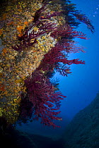Gorgonian coral (Paramuricea clavata) on rock face covered with Yellow encrusting anemones (Parazoanthus axinellae) sponges and corals, 'Horsehead', Lavezzi Islands, Corsica, France, September 2008