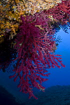 Gorgonian coral (Paramuricea clavata) 'Horsehead', Lavezzi Islands, Corsica, France, September 2008