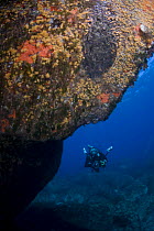 Rock covered in Yellow encrusting anemones(Parazoanthus axinellae) and sponges with a diver, 'Frank's Paradise', Lavezzi Islands, Corsica, France, September 2008 (Model released)