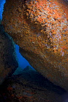 Rock covered in Yellow encrusting anemones (Parazoanthus axinellae) and sponges, 'Frank's Paradise', Lavezzi Islands, Corsica, France, September 2008