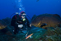 Gunther Hayer, captain of the Dive boat 'Galiote', diving with Dusky groupers (Epinephelus marginatus) 'Merouville' ('grouper City'), Lavezzi Islands, Corsica, France, September 2008 (Model released)