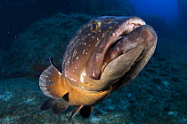 Dusky grouper (Epinephelus marginatus) 'Merouville' ('grouper City') Lavezzi Islands, Corsica, France, September 2008
