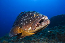 Dusky grouper (Epinephelus marginatus) 'Merouville' ('grouper City') Lavezzi Islands, Corsica, France, September 2008