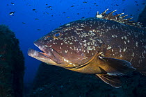 Dusky grouper (Epinephelus marginatus) profile, 'Merouville' ('grouper City') Lavezzi Islands, Corsica, France, September 2008