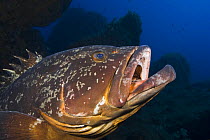 Dusky grouper (Epinephelus marginatus) with mouth open, 'Merouville' ('grouper City') Lavezzi Islands, Corsica, France, September 2008