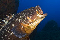 Dusky grouper (Epinephelus marginatus) with mouth wide open 'Merouville' ('grouper City') Lavezzi Islands, Corsica, France, September 2008
