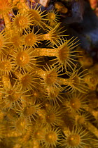 Yellow encrusting anemone (Parazoanthus axinellae)  'Turtle Rock', Passage du Cavallo, Lavezzi Archipelago, Corsica, France, September 2008