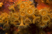 Yellow encrusting anemone (Parazoanthus axinellae)~ 'Turtle Rock', Passage du Cavallo, Lavezzi Archipelago, Corsica, France, September 2008
