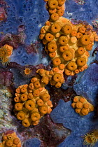 Yellow encrusting anemone (Parazoanthus axinellae) with most polyps closed, 'Turtle Rock', Passage du Cavallo, Lavezzi Archipelago, Corsica, France, September 2008