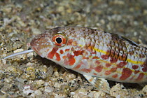 Striped red mullet (Mullus surmuletus) probing for food with its barbels, at night, Elephant Bay, Lavezzi Islands, Corsica, France, September 2008