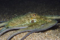 Common octopus (Octopus vulgaris) hunting at night, Elephant Bay, Lavezzi Islands, Corsica, France, September 2008