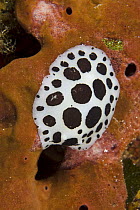 Nudibranch / Sea slug (Discodoris / Peltodoris atromaculata) feeding on a sponge (Petrosia ficiformis) Cala di Grecu, Lavezzi Islands, Corsica, France, September 2008