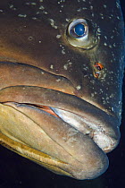 Dusky grouper (Epinephelus marginatus) close-up, Cala di Grecu, Lavezzi Islands, Corsica, France, September 2008