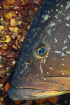 Dusky grouper (Epinephelus marginatus) with numerous fish lice (parasitic copepods) on its face, Cala di Grecu, Lavezzi Islands, Corsica, France, September 2008