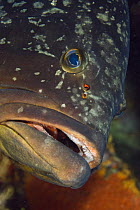 Dusky grouper (Epinephelus marginatus) close-up of face, Cala di Grecu, Lavezzi Islands, Corsica, France, September 2008