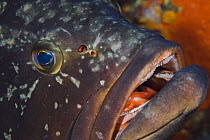 Dusky grouper (Epinephelus marginatus)with a few fish lice (parasitic copepods) are visible near its nostril, Cala di Grecu, Lavezzi Islands, Corsica, France, September 2008 WWE BOOK.