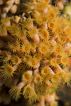 Yellow encrusting anemones (Parazoanthus axinellae) 'Turtle Rock', Passage du Cavallo, Lavezzi Archipelago, Corsica, France, September 2008