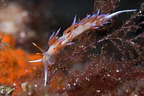 Nudibranch / Sea slug (Cratena peregrina) feeding on hydroids, 'Turtle Rock', Passage du Cavallo, Lavezzi Archipelago, Corsica, France, September 2008