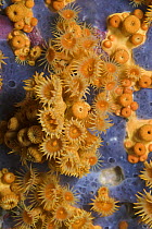 Yellow encrusting anemones (Parazoanthus axinellae) and sponge, 'Turtle Rock', Passage du Cavallo, Lavezzi Archipelago, Corsica, France, September 2008
