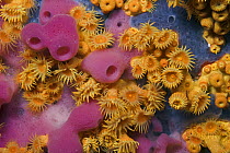 Yellow encrusting anemones (Parazoanthus axinellae) and sponge (Haliclona mediterranea) 'Turtle Rock', Passage du Cavallo, Lavezzi Archipelago, Corsica, France, September 2008