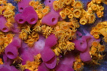 Yellow encrusting anemones (Parazoanthus axinellae) and sponge (Haliclona mediterranea) 'Turtle Rock', Passage du Cavallo, Lavezzi Archipelago, Corsica, France, September 2008 Wild Wonders kids book.