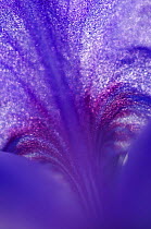 Abstract close-up of Iris flower, Gargano NP, Gargano Peninsula, Apulia, Italy, April 2008
