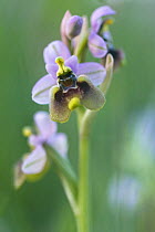 Sawfly orchid / Leaf-wasp carrying ophrys (Ophrys tenthredinifera) in flower, Gargano NP, Gargano Peninsula, Apulia, Italy, April 2008