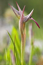 Tongue orchid (Serapias lingua) Gargano NP, Gargano Peninsula, Apulia, Italy, April 2008