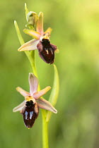 Orchid (Ophrys sp) in flower, Gargano NP, Gargano Peninsula, Apulia, Italy, April 2008