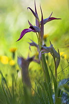 Tongue orchid (Serapias lingua) in flower, Gargano NP, Gargano Peninsula, Apulia, Italy, April 2008