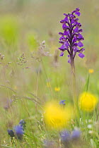 Green-winged orchid (Anacamptis morio morio) in flower, Gargano NP, Gargano Peninsula, Apulia, Italy, April 2008