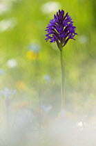 Pyramidal orchid (Anacamptis pyramidalis) in flower, Vieste, Gargano NP, Gargano Peninsula, Apulia, Italy, April 2008