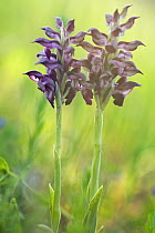 Fragrant bug orchids (Anacamptis / Orchis coriophora fragrans) in flower, Vieste, Gargano NP, Gargano Peninsula, Apulia, Italy, April 2008