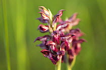 Fragrant bug orchid (Anacamptis / Orchis coriophora fragrans) in flower, Vieste, Gargano NP, Gargano Peninsula, Apulia, Italy, April 2008