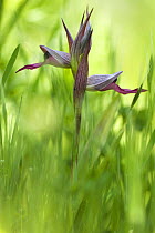 Tongue orchid (Serapias lingua) in flower, Monte Sacro, Gargano NP, Gargano Peninsula, Apulia, Italy, May 2008