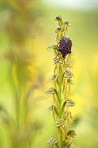 Man orchid (Orchis anthropophora) in flower with an insect on it, Gargano National Park, Gargano Peninsula, Apulia, Italy, May 2008