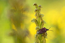 Man orchid (Orchis anthropophora) in flower with an insect on it, Gargano National Park, Gargano Peninsula, Apulia, Italy, May 2008