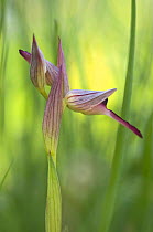 Tongue orchid (Serapias lingua) in flower, Vieste, Gargano NP, Gargano Peninsula, Apulia, Italy, May 2008