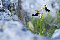 Orchid (Ophrys sp) in flower, Monte Sacro, Gargano NP, Gargano Peninsula, Apulia, Italy, May 2008