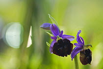 Orchid (Ophrys sp) flowers, Gargano NP, Gargano Peninsula, Apulia, Italy, May 2008