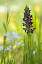Fragrant bug orchid (Anacamptis / Orchis coriophora fragrans) with buds and a few flowers, Vieste, Gargano NP, Gargano Peninsula, Apulia, Italy, May 2008