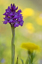 Pyramidal orchid (Anacamptis pyramidalis) in flower, Vieste, Gargano NP, Gargano Peninsula, Apulia, Italy, May 2008